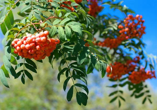 Ashberry op droge zonnige zomerdag — Stockfoto