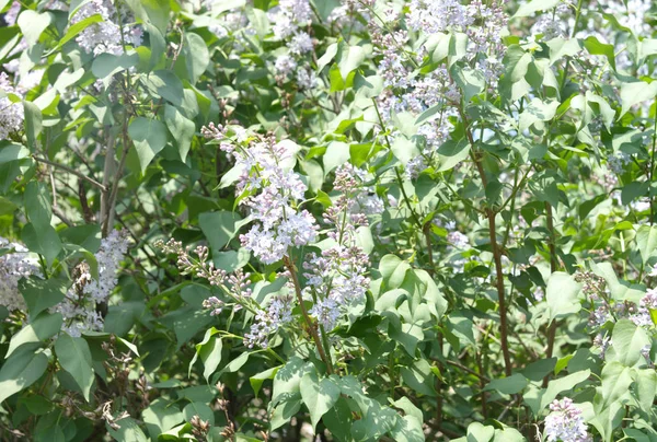 Leylak bahar kuru gün — Stok fotoğraf