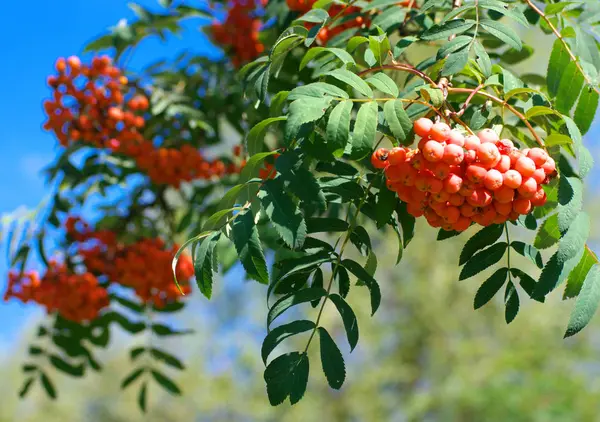 Ashberry op droge zonnige zomerdag — Stockfoto