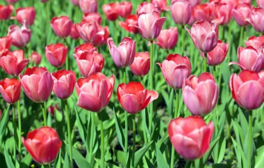 Baharda Kırmızı Lale