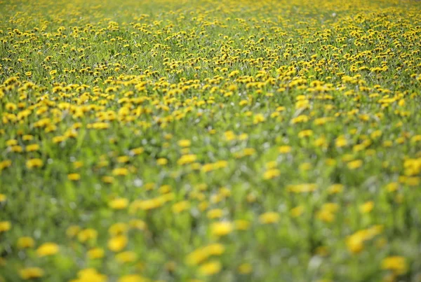 Pissenlit au jour du printemps — Photo