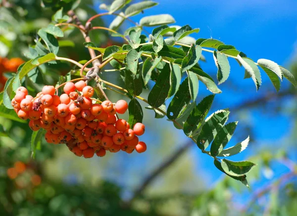 Ashberry à sec ensoleillé journée d'été — Photo