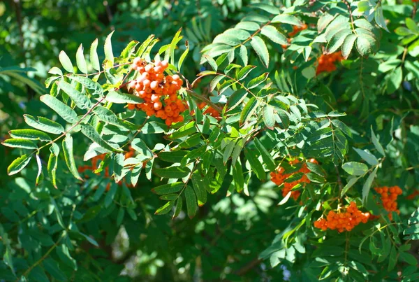 Ashberry op droge zonnige zomerdag — Stockfoto