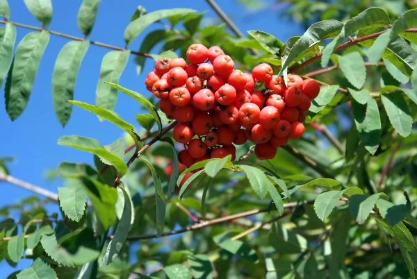Ashberry kuivana aurinkoisena päivänä — kuvapankkivalokuva