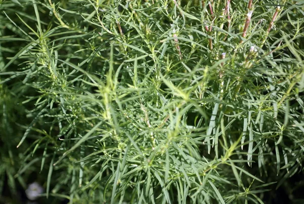 Hierba verde en día seco — Foto de Stock