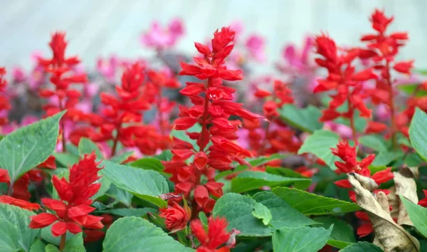 Piccoli fiori rossi a giorno secco — Foto Stock