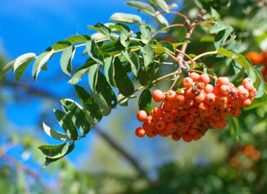 Kuru ve güneşli yaz gününde Ashberry
