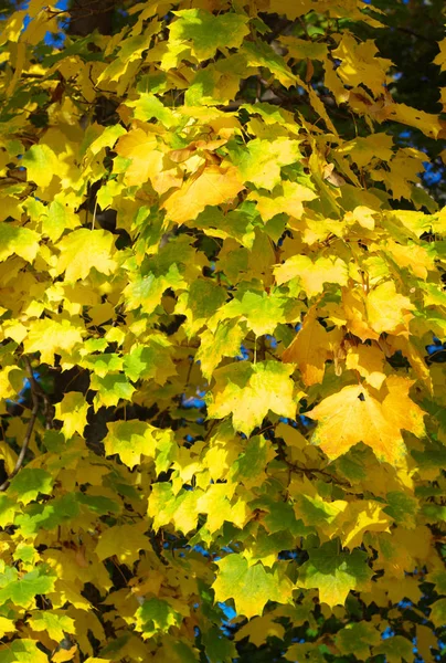 Folhas de bordo amarelas na árvore — Fotografia de Stock