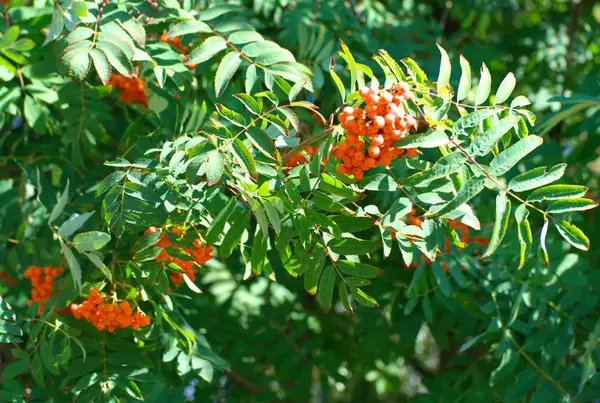 Ashberry à sec ensoleillé journée d'été — Photo