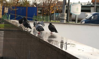 Granit Parapet üzerinde güvercin