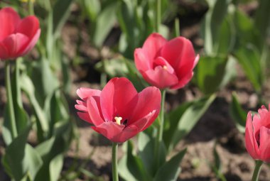 Baharda Kırmızı Lale