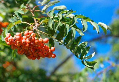 Kuru ve güneşli yaz gününde Ashberry