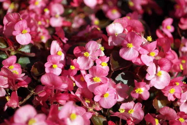 Pequenas flores vermelhas no dia seco — Fotografia de Stock