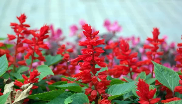Piros kis virágok, száraz-nap — Stock Fotó