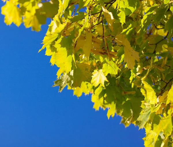 Gelbe Ahornblätter am Baum — Stockfoto