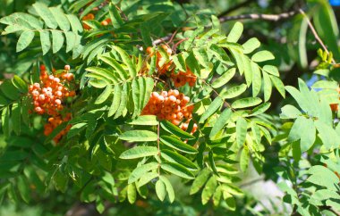Kuru ve güneşli yaz gününde Ashberry
