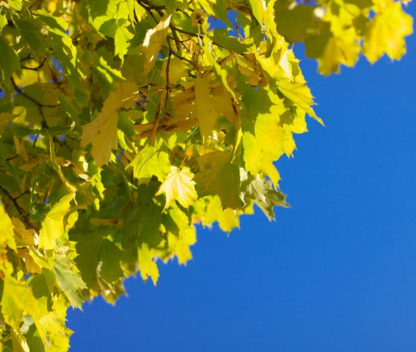 Gelbe Ahornblätter am Baum — Stockfoto