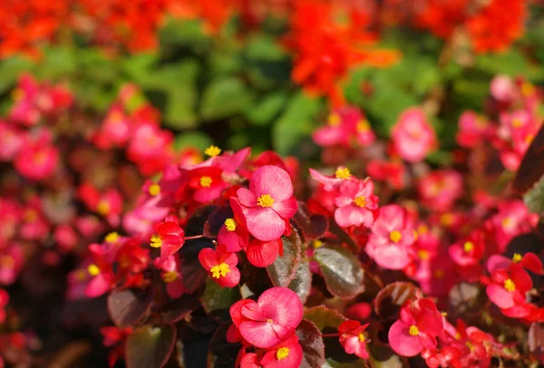 Red little flowers at dry day — Stock Photo, Image