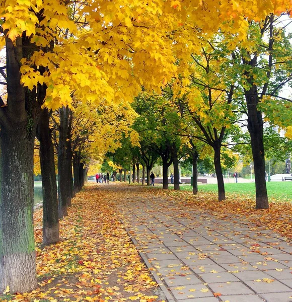 Maple alley — Stock Photo, Image