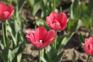 Baharda Kırmızı Lale