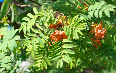 Kuru ve güneşli yaz gününde Ashberry