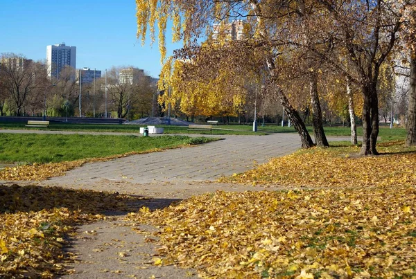 Birch Alley in autunno — Foto Stock