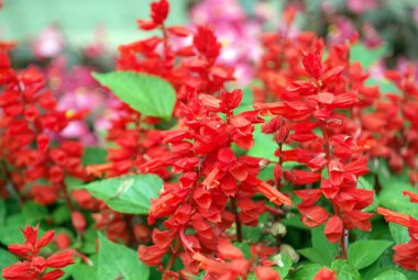 Kuru gün kırmızı küçük çiçekler