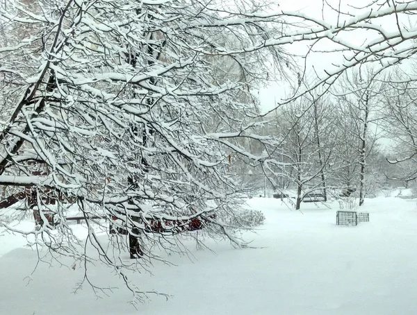 낮에 눈이 내린 후의 도시 공원 — 스톡 사진