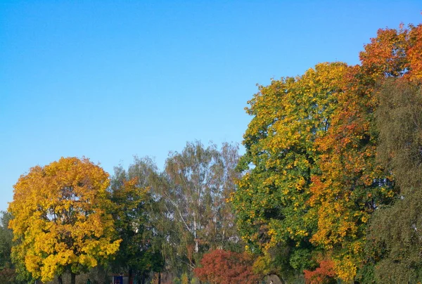 Hojas de arce amarillo en el árbol — Foto de Stock