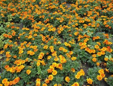 flowerbed sarı çiçekler