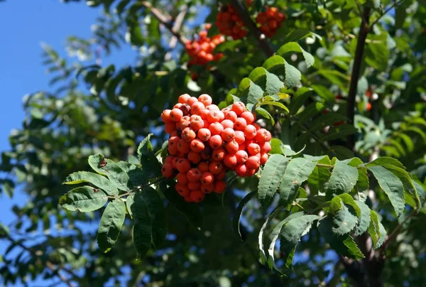 Ashberry op droge zonnige dag — Stockfoto