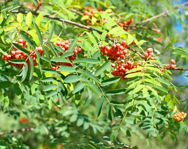 Ashberry à sec ensoleillé journée d'été — Photo