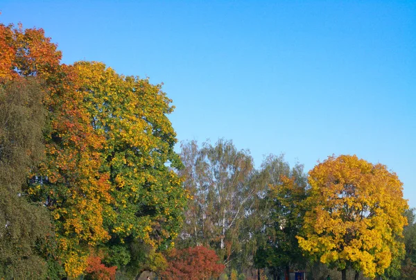 Yellow maple leafs on tree — Stock Photo, Image