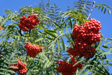 Kuru ve güneşli bir günde Ashberry 