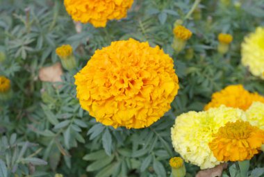 Kuru gün sarı çiçek