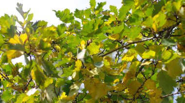 Gökyüzü arkaplanındaki yeşil yapraklar