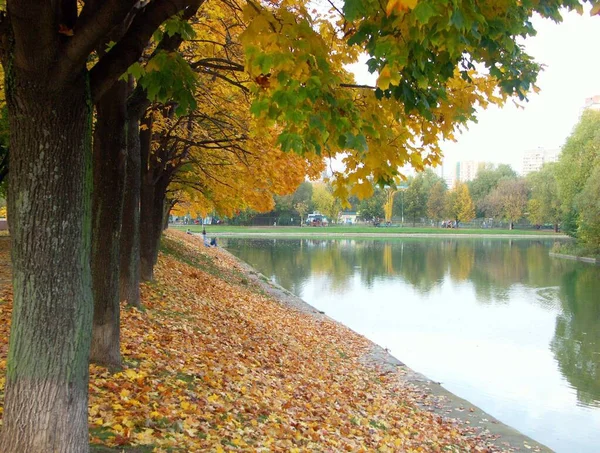 Maple alley — Stock Photo, Image