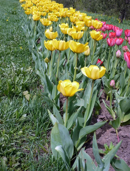 Rood en gele tulp bij spring — Stockfoto