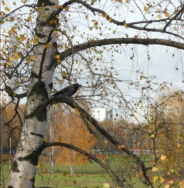 Crow on birch — Stock Photo, Image