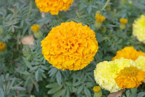 Flores amarelas no dia seco — Fotografia de Stock