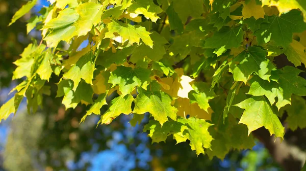 Yellow maple leafs on tree — Stock Photo, Image