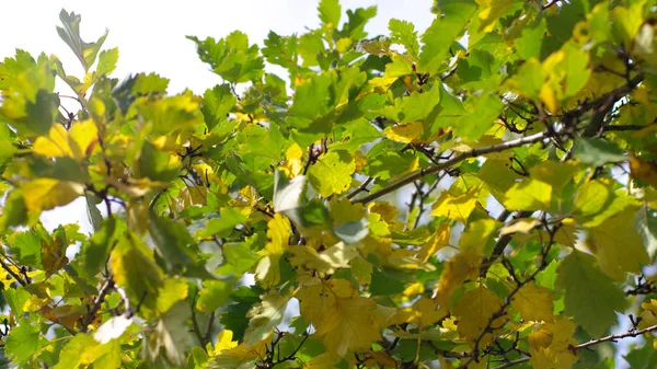 Green leafs on sky background — Stock Photo, Image