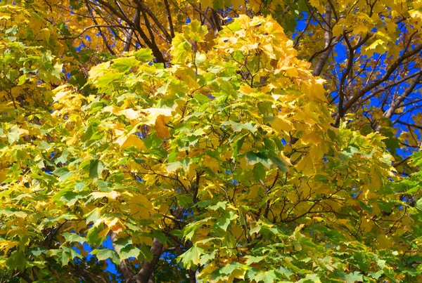 Gelbe Ahornblätter am Baum — Stockfoto
