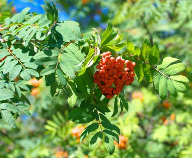 Kuru ve güneşli yaz gününde Ashberry