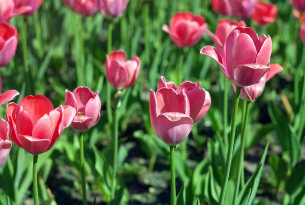 Red Tulip at Spring — Stock Photo, Image