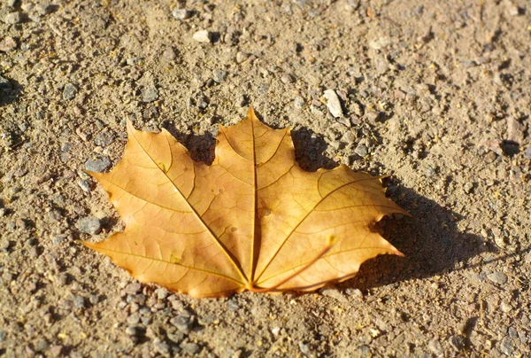 地球上のカエデの葉 — ストック写真