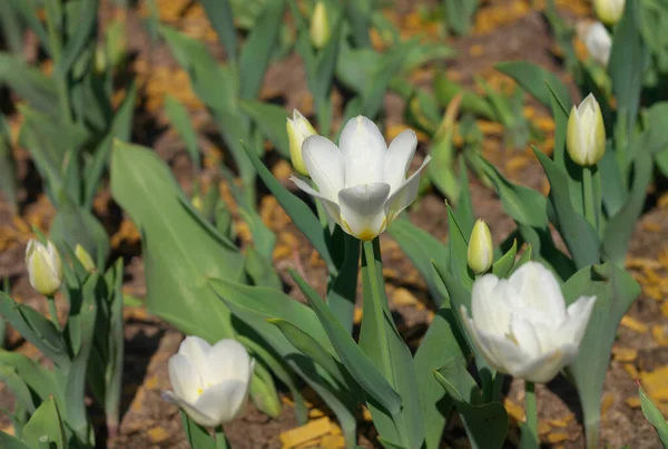 Tulipán blanco en primavera — Foto de Stock
