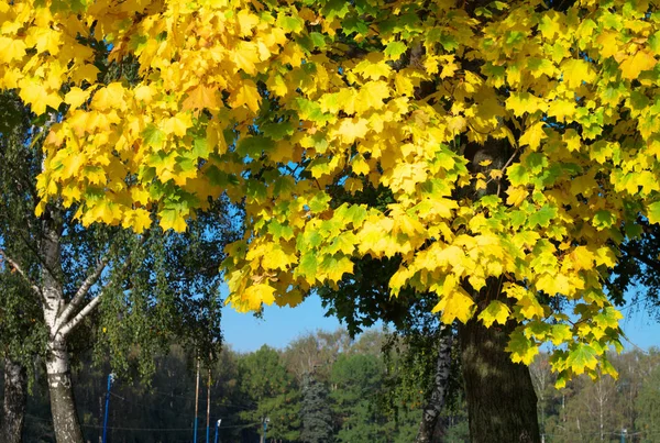 Желтые кленовые листья на дереве — стоковое фото