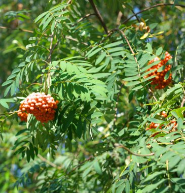 Kuru ve güneşli bir günde Ashberry
