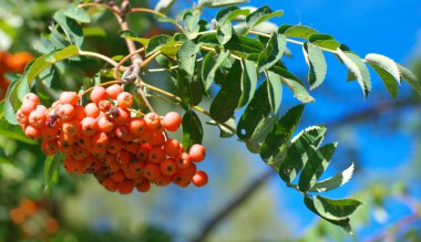 Kuru ve güneşli yaz gününde Ashberry
